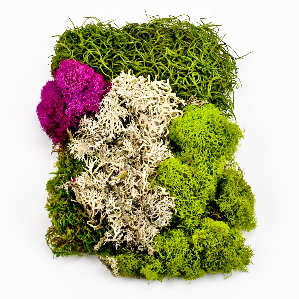 Preserved Moss Assorted mix  2