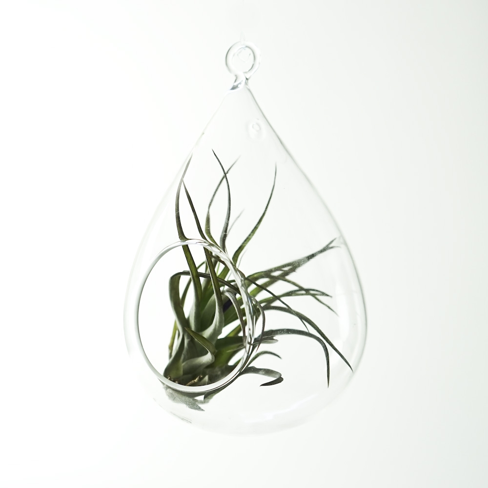 Water Droplet Hanging Terrarium