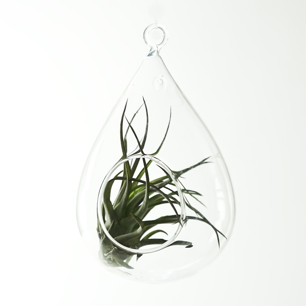 Water Droplet Hanging Terrarium