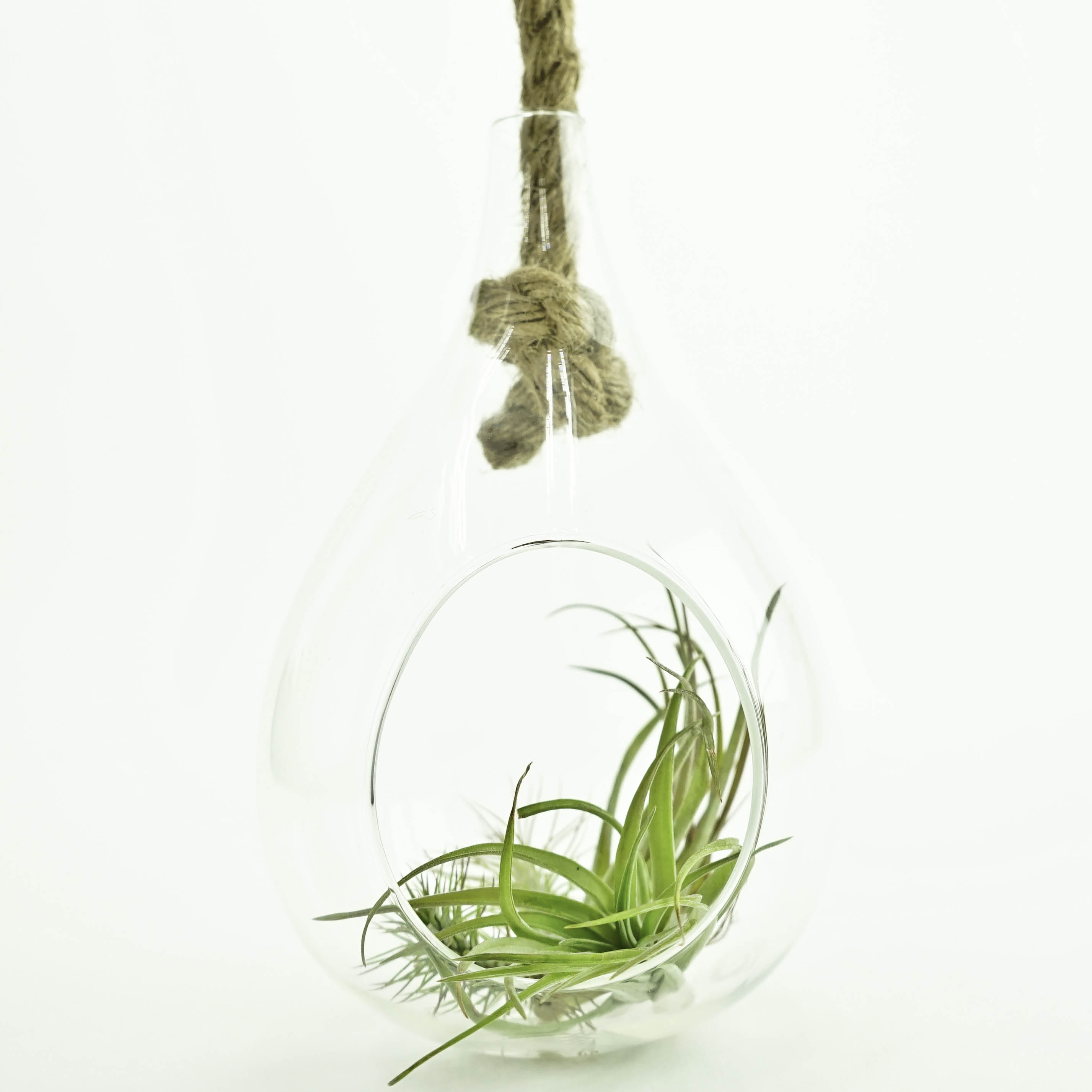 8" Hanging Water Drop Terrarium With Rope