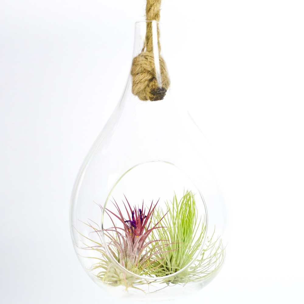 9" Hanging Water Drop Terrarium With Rope