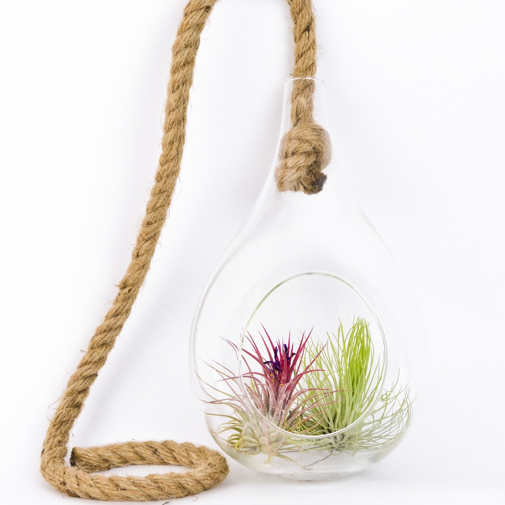 9" Hanging Water Drop Terrarium With Rope and air plants