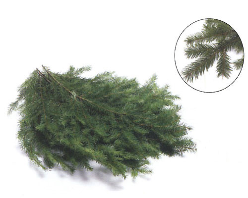 Douglas Fir