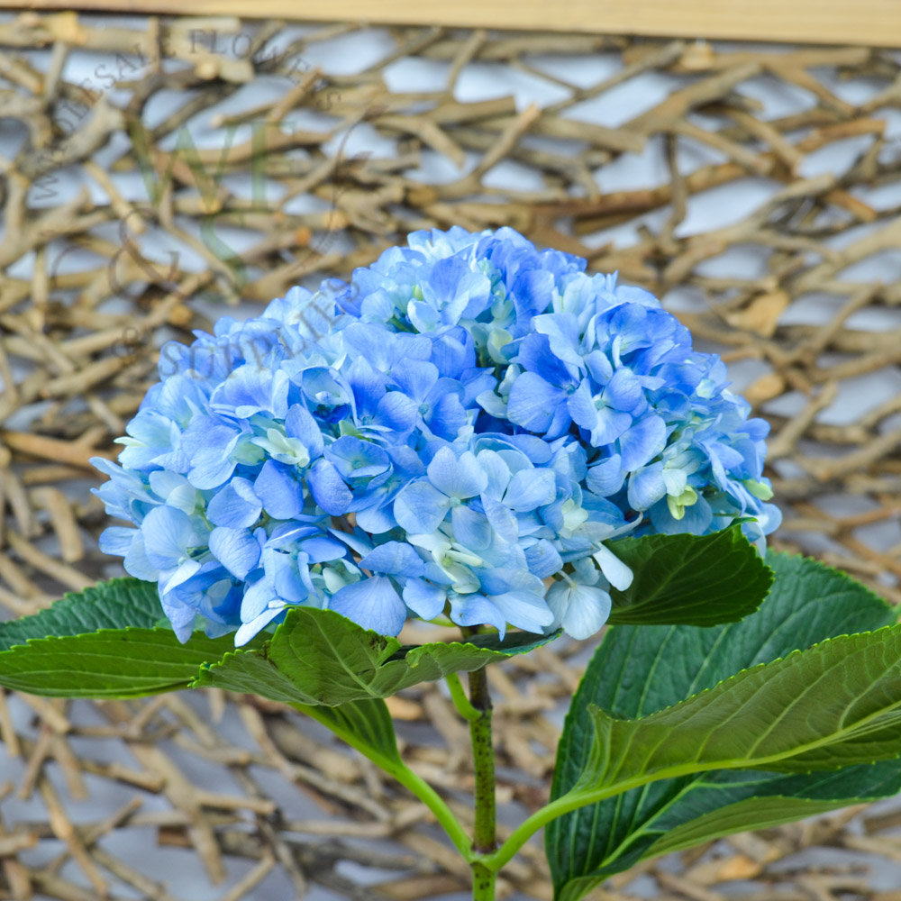 Hydrangeas Pink, White, Blue - Wholesale Flowers And Supplies