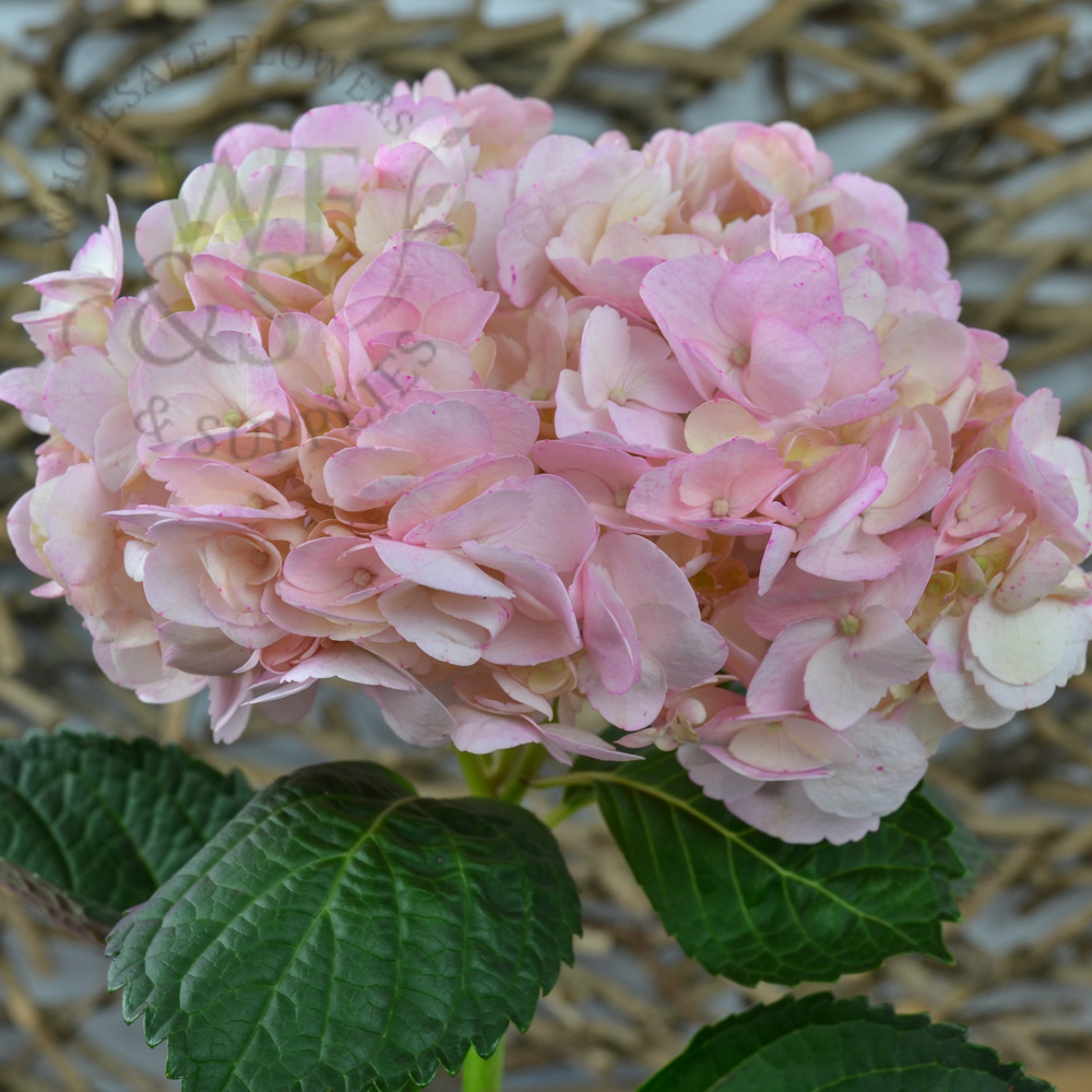 Hydrangeas Pink, White, Blue - Wholesale Flowers And Supplies