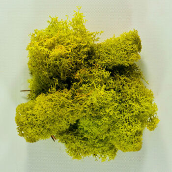 chartreuse reindeer moss